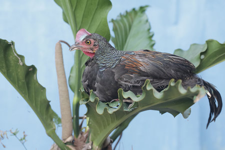 Beautiful chicken on the tree in the garden.