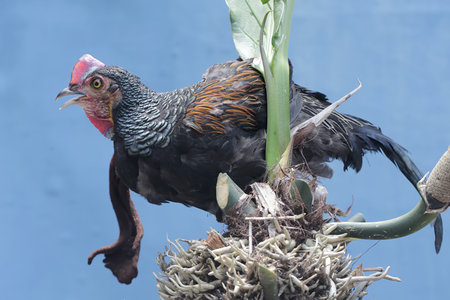 Rooster on a tree in a garden, closeup of photo