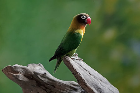 Parrot on a branch with a green background.