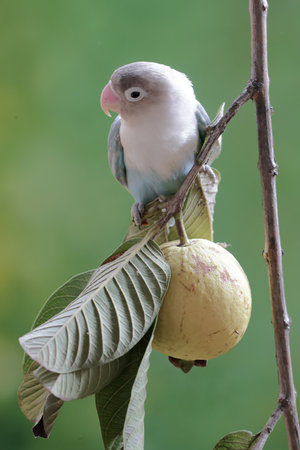 Parakeet, Agapornis krameri, single bird on guava, Brazilの写真素材