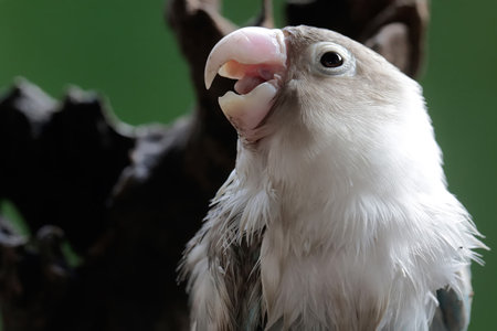 White-headed Parakeet, Agapornis krameriの写真素材