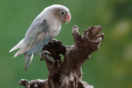 Parakeet, Agapornis krameri, single bird on branch, Brazil