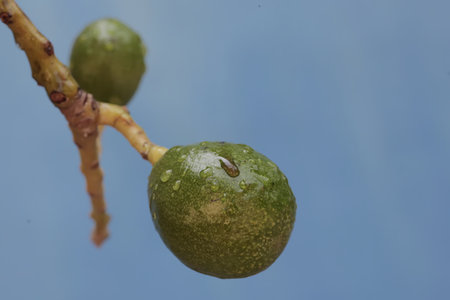 Close-up of unripe green fig fruit with water drop