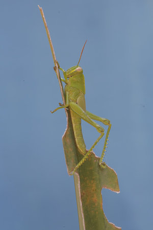 Grasshopper perched on a plant stem against a blue background