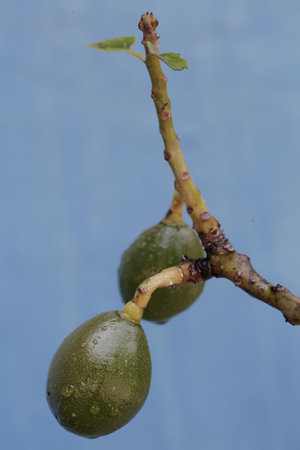 Fruits of a fig tree on a blue background, close-up