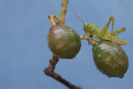 Grasshopper on a tree with water drops in the background