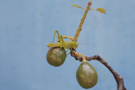 Grasshopper on the fruit of a tree in nature.