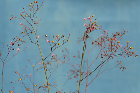 Close-up of dry grass flowers on blue background with copy space