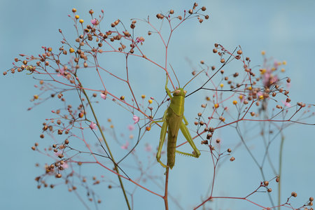 Grasshopper sitting on a flower in the nature, Thailand.の写真素材