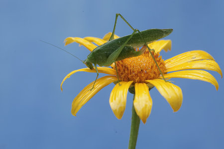 grasshopper on a yellow flower against the blue sky. macroの写真素材