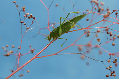 Grasshopper on a branch of a plant in the wildの写真素材