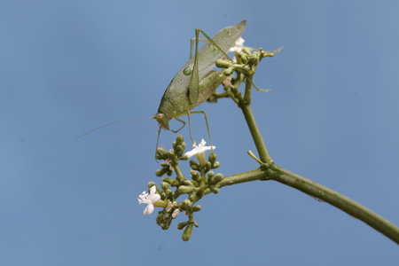 Grasshopper on a flower with a blue sky background.の写真素材