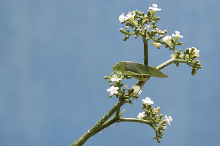 Grasshopper on a white flower on a blue background.の写真素材