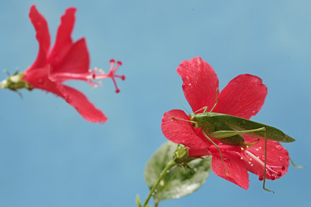 Grasshopper on red hibiscus flower with blue backgroundの写真素材