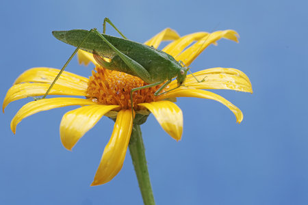 Grasshopper on a yellow flower against blue sky background.の写真素材