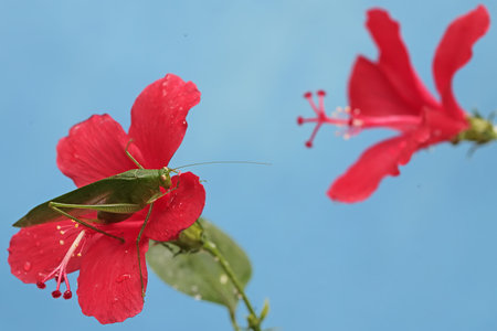 Grasshopper on red hibiscus flower with blue backgroundの写真素材