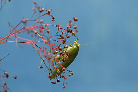 Praying Mantis (Mantis religiosa) on flowerの写真素材