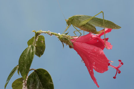 Grasshopper on a pink hibiscus flower.