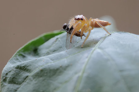 jumping spider on leaf in the nature or in the garden.