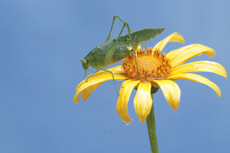 Grasshopper on a yellow flower with a blue sky backgroundの写真素材