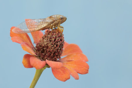 A close up of a grasshopper on a zinnia flower.の写真素材