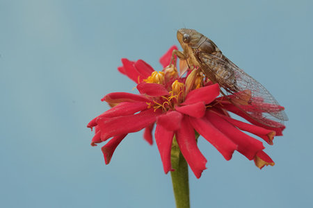 Cicada on red zinnia flower with blue sky backgroundの写真素材