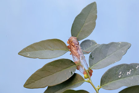 Cicada on green leaf with blue sky background, Thailand.