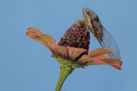 Cicada perching on a zinnia flower in Maryland during the Summerの写真素材