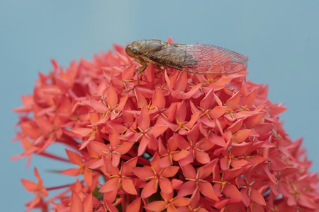 Cicada on Red Ixora flower (Ixora chinensis)の写真素材