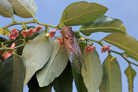 An insect perched on a green leaf with flowers in the background.の写真素材