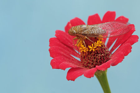 Dragonfly on a red zinnia flower with blue background.の写真素材