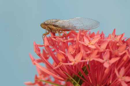 Cicada on red flower with blue sky background.の写真素材