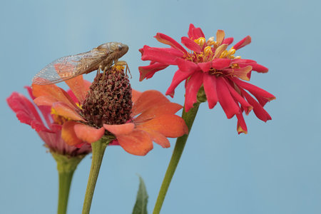 Dragonfly on Zinnia flower, Zinnia elegansの写真素材