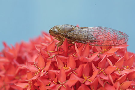 Cicada on red flower in the garden at thailand.の写真素材