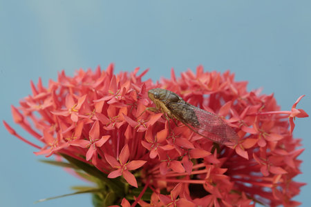 A small dragonfly on a red spike flower in the garden.の写真素材
