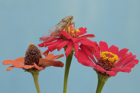 Insect on a red zinnia flower with blue background.の写真素材