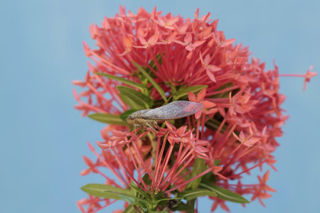 A close up of a butterfly on a pink spike flower in a garden.の写真素材