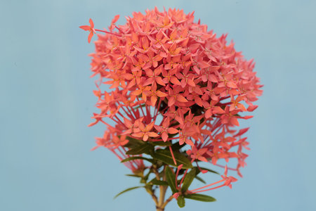 Pink Ixora flower on a blue background, close-upの写真素材