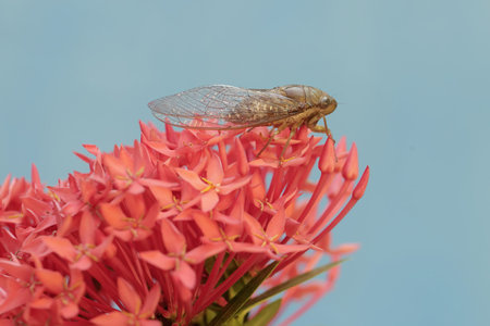 A cicada sitting on a red flower in the garden.の写真素材