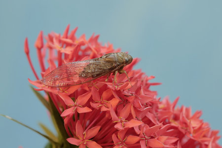 A cicada perched on a red flower with a blue backgroundの写真素材