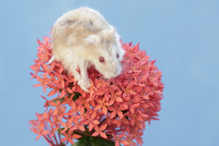 Hamster and Ixora flower on blue background with copy spaceの写真素材