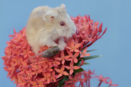 Hamster on a red flower with a blue background, close upの写真素材