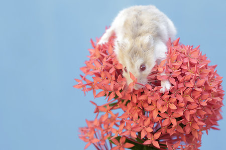 Hamster and flower on blue background, closeup of photoの写真素材