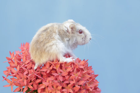 Hamster and red flowers on a blue background, close-upの写真素材