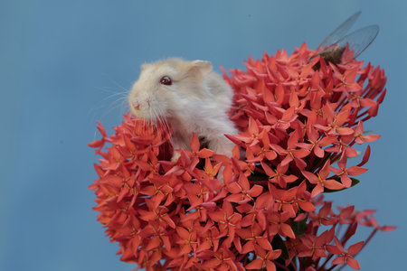 Hamster on a red flower. Hamster on a red flowerの写真素材