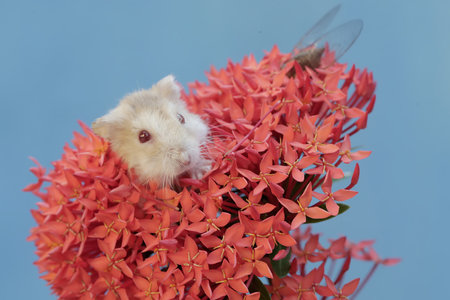 Hamster and red flower on blue background, hamster and red flowerの写真素材