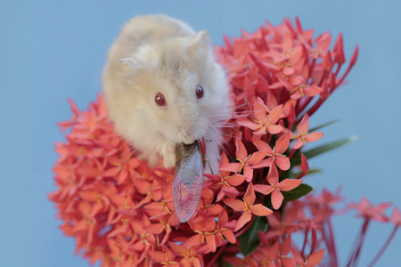 Hamster and red ixora flower on blue background, closeupの写真素材
