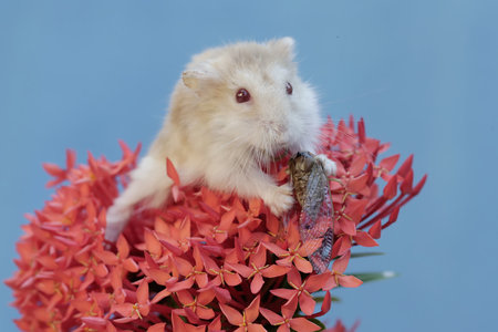 Hamster and red flower on blue background, Hamster and red flowerの写真素材