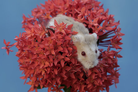Hamster on a red ixora flower on a blue backgroundの写真素材