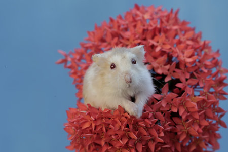 Hamster on a red flower. White hamster on a red flower.の写真素材